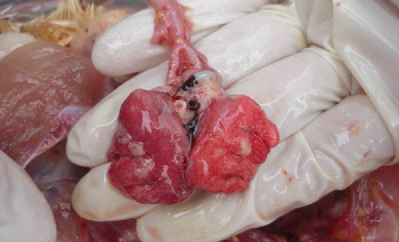 Bệnh phổi ở gà