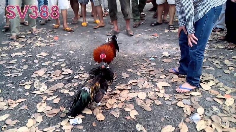 Chơi đá gà ăn
