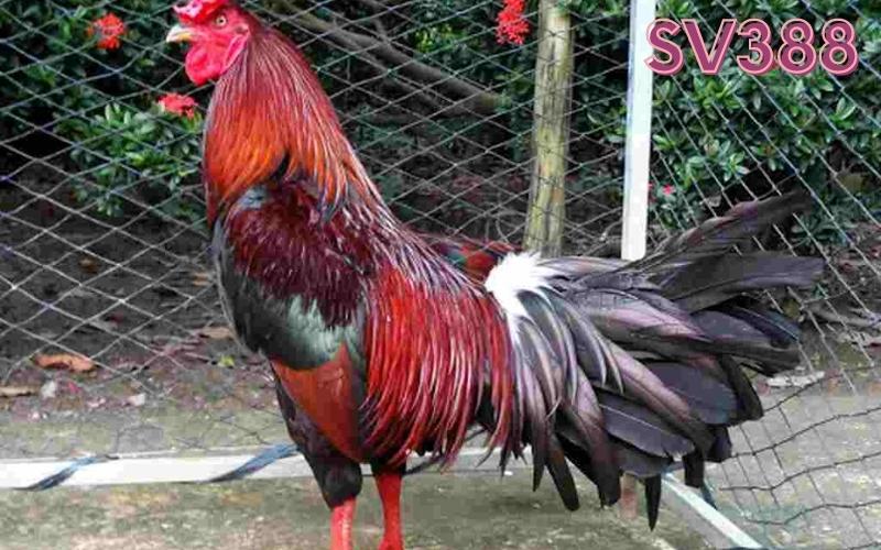 Gà chọi Philippines