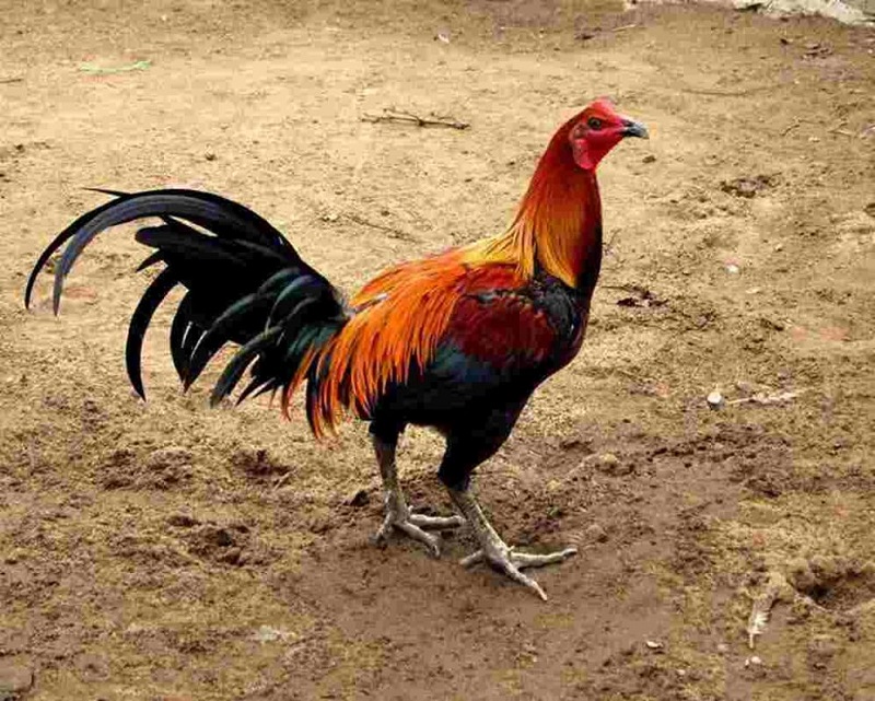 Giống gà peru