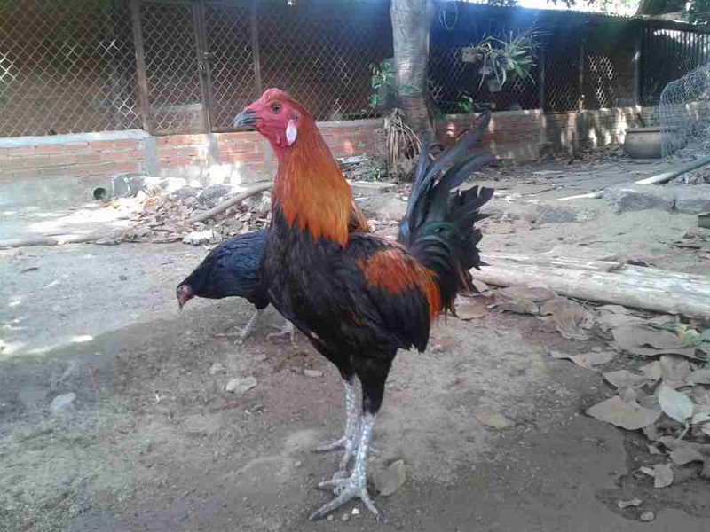 Giống gà peru