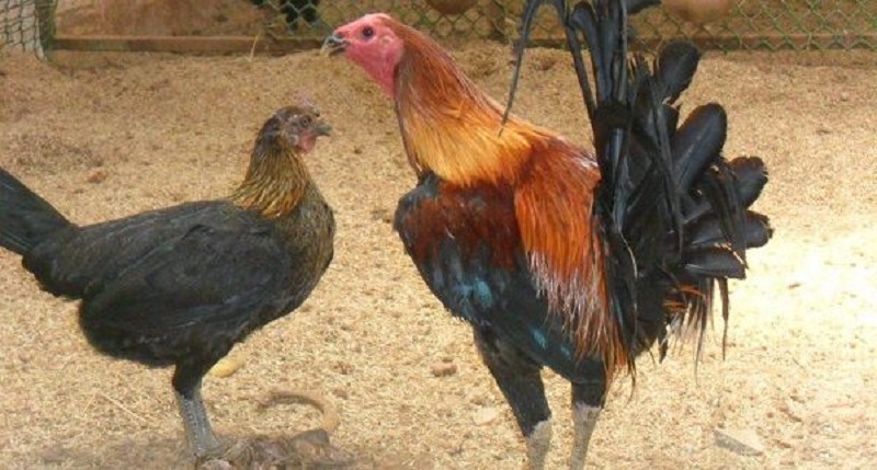 Giống gà peru