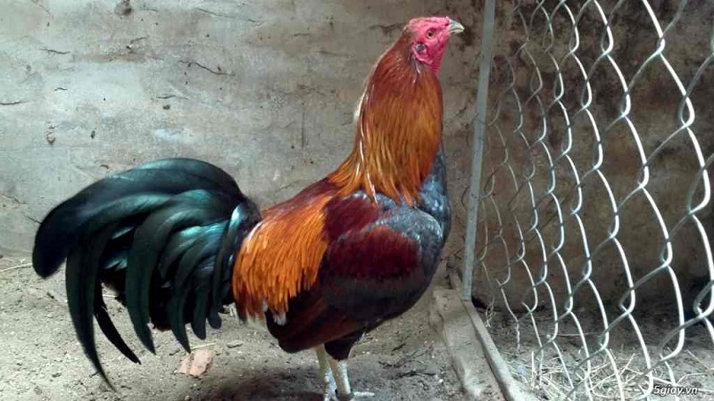 Giống gà peru