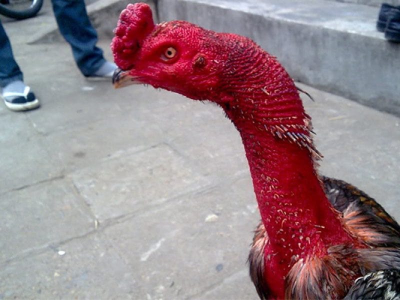 gà móng cổ