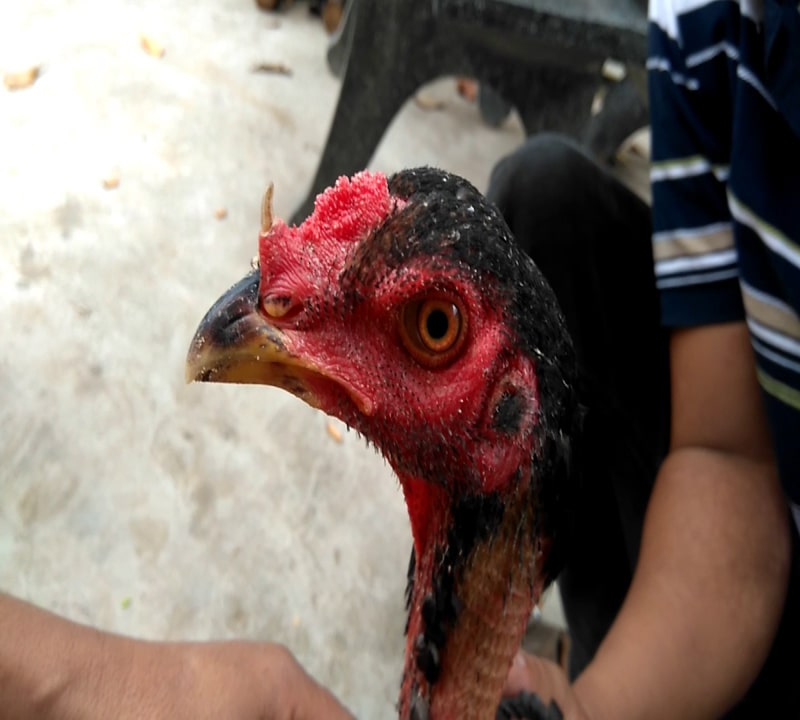 gà móng cổ
