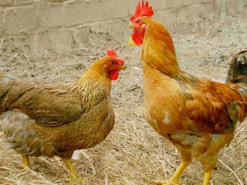 Bệnh ORT ở gà