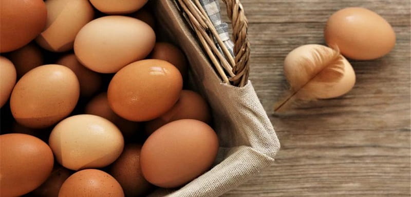 cách bảo quản trứng gà để ấp