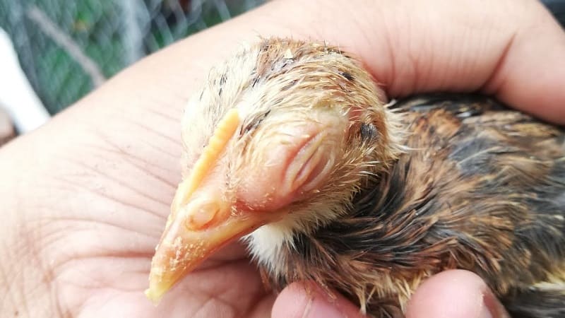 cách chữa gà bị phù
