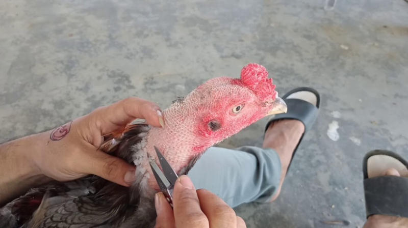 Hướng dẫn cắt tỉa lông cho gà đá ở phần đầu cổ