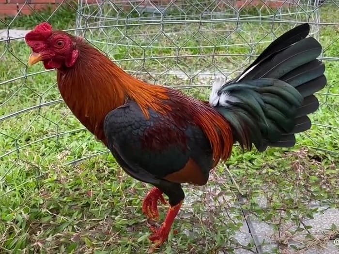 gà tre Mỹ