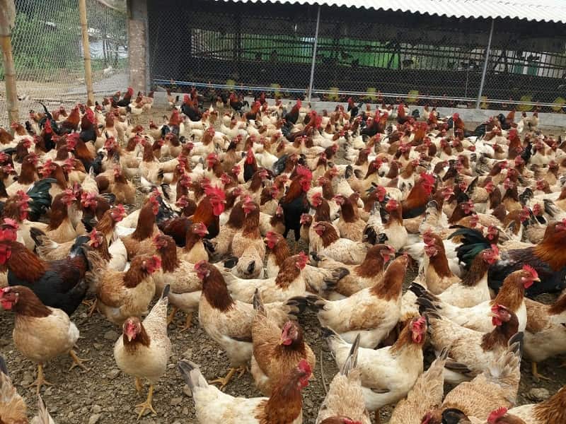 Kỹ thuật nuôi gà nhốt chuồng