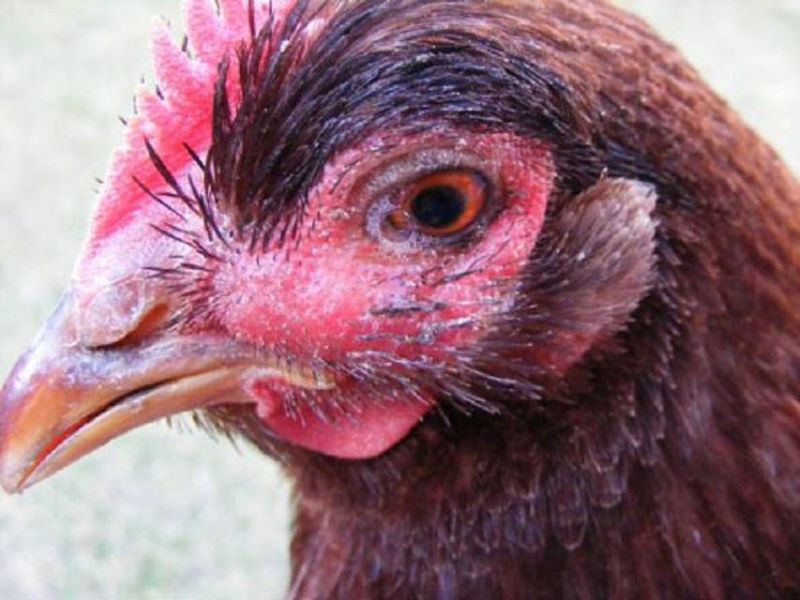 Gà chọi bị kén mép gặp nhiều khó khăn trong sinh hoạt, ăn uống