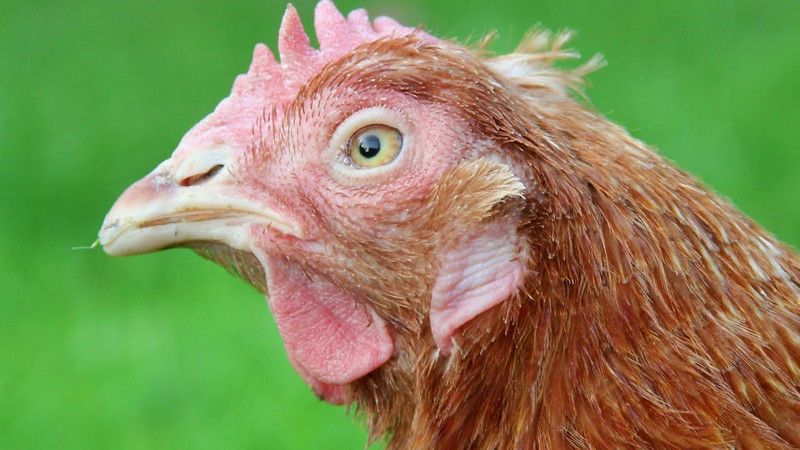 Nguyên nhân gây bệnh ký sinh trùng đường máu ở gà do Leucocytozoon-cauleri