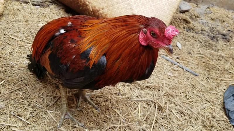 Bệnh ký sinh trùng đường máu ở gà khiến gà mệt mỏi, thải phân xanh kèm máu