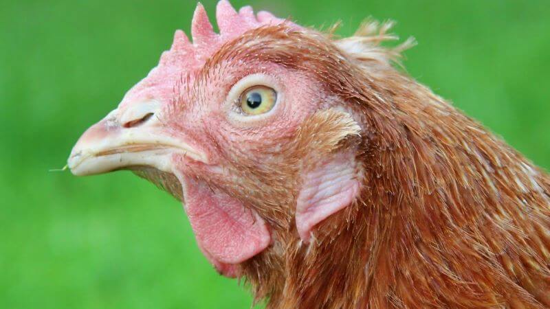 Gà bị thương hàn thường ủ rũ, chán ăn