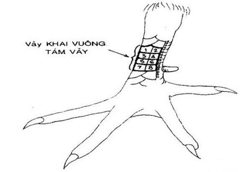Gà có vảy bát khai vuông thường rất khó huấn luyện để tham gia thi đấu