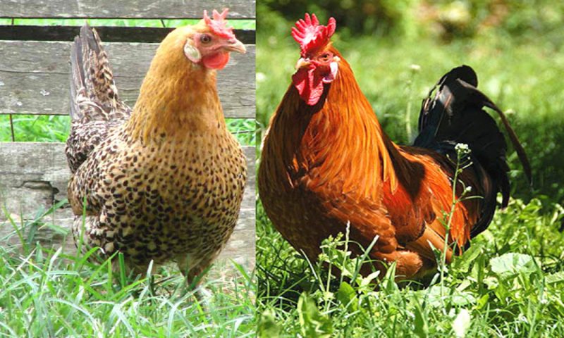 Xem chân gà để xác định giống tốt