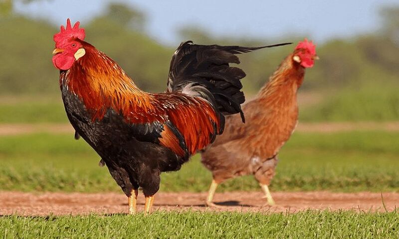 Cách ghép gà trống mái là lựa chọn giống gà tốt
