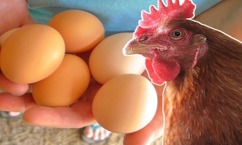 Một số cách cách bảo quản trứng gà để ấp ở nhiệt độ thông thường