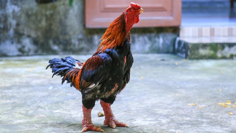 Dựa trên đôi chân của gà đông tảo
