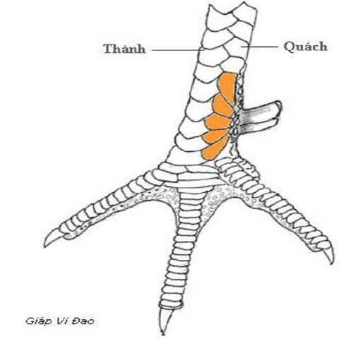 Cách xem vảy gà Cao Lãnh chuẩn nhất hiện nay.
