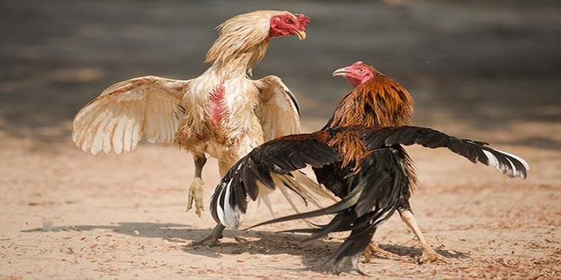 Lý do quy định được áp dụng vào thực tế