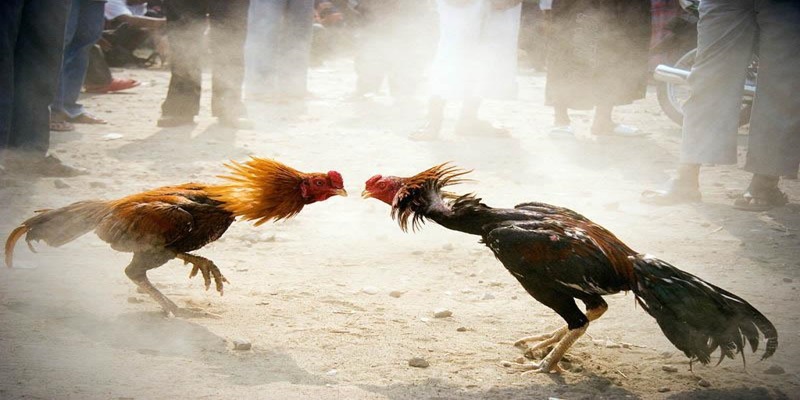 Hướng dẫn tính điểm chấp chuẩn xác