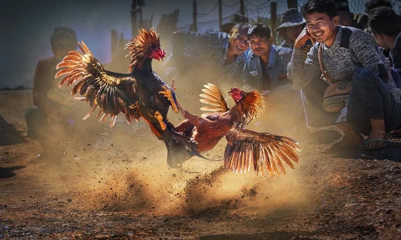 trực tiếp đá gà trực tiếp đá gà