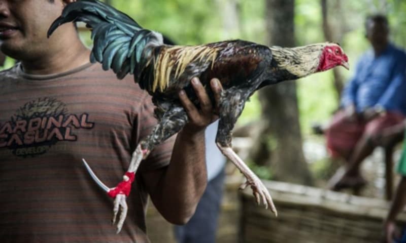 Sảnh đá gà indonesia Sảnh đá gà indonesia