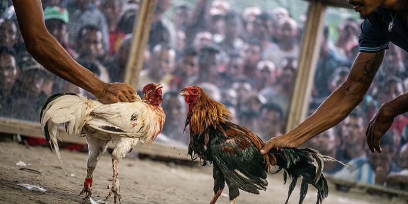 Sảnh đá gà indonesia Sảnh đá gà indonesia
