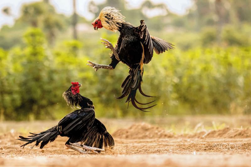 Sảnh đá gà indonesia Sảnh đá gà indonesia