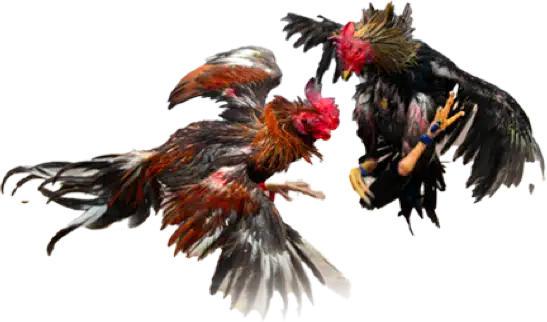 cockfight sv388