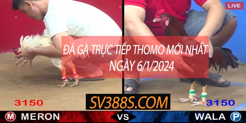 truc tiep thomo 6 1 2024